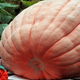 Baby dressed as jack-o'-lantern next to giant pumpkin in pumpkin patch